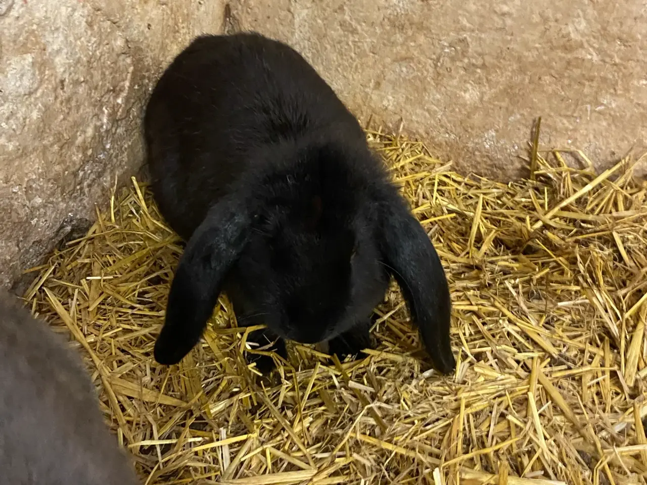 Billede 3 - Fransk vædder / belgisk kæmpe krydsning