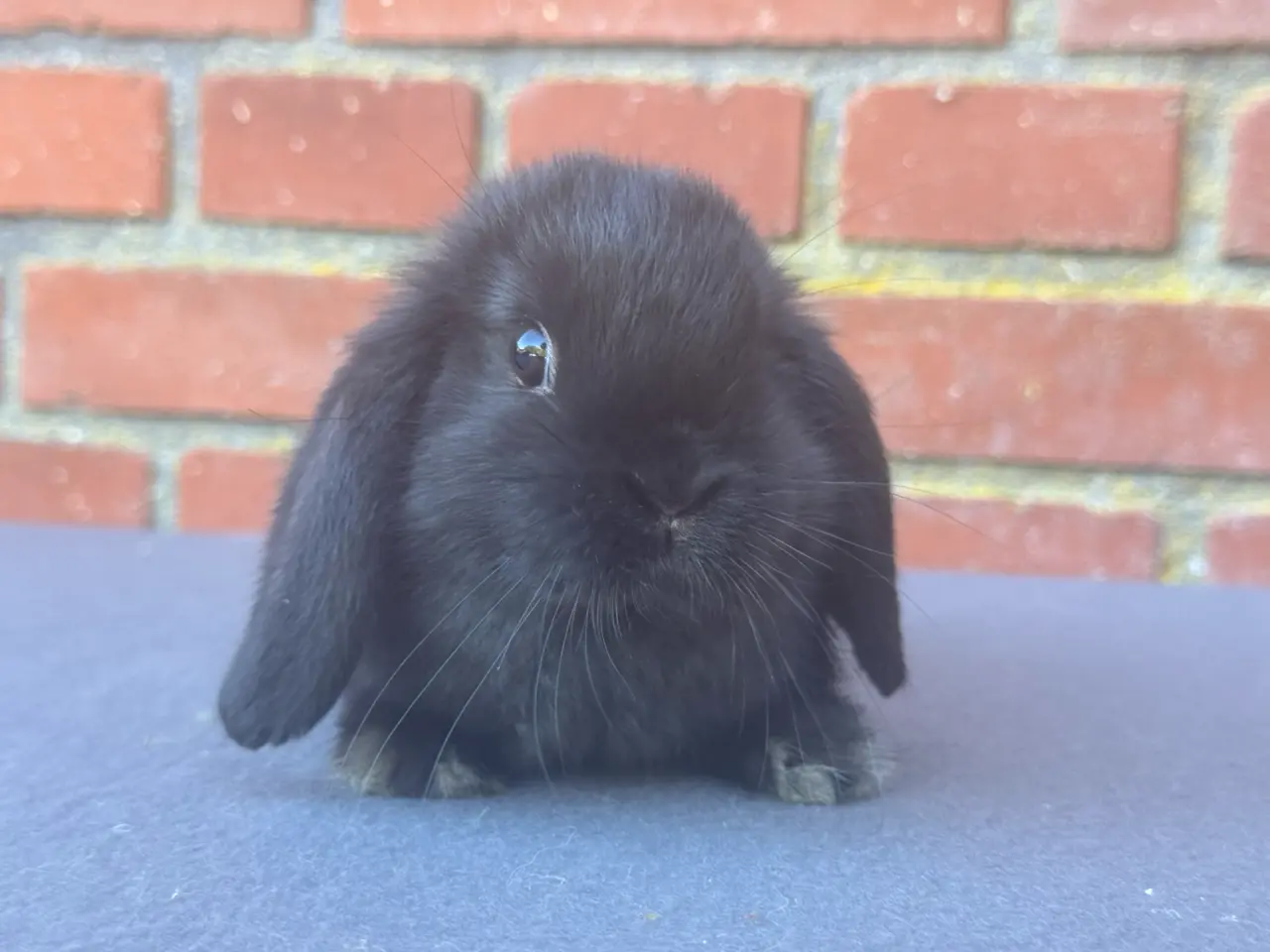 Billede 1 - Mini lop hun kanin