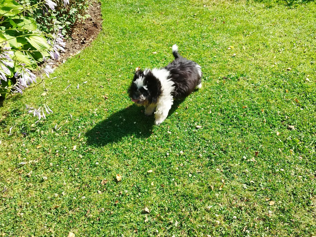 Billede 3 - Shih Tzu hvalp