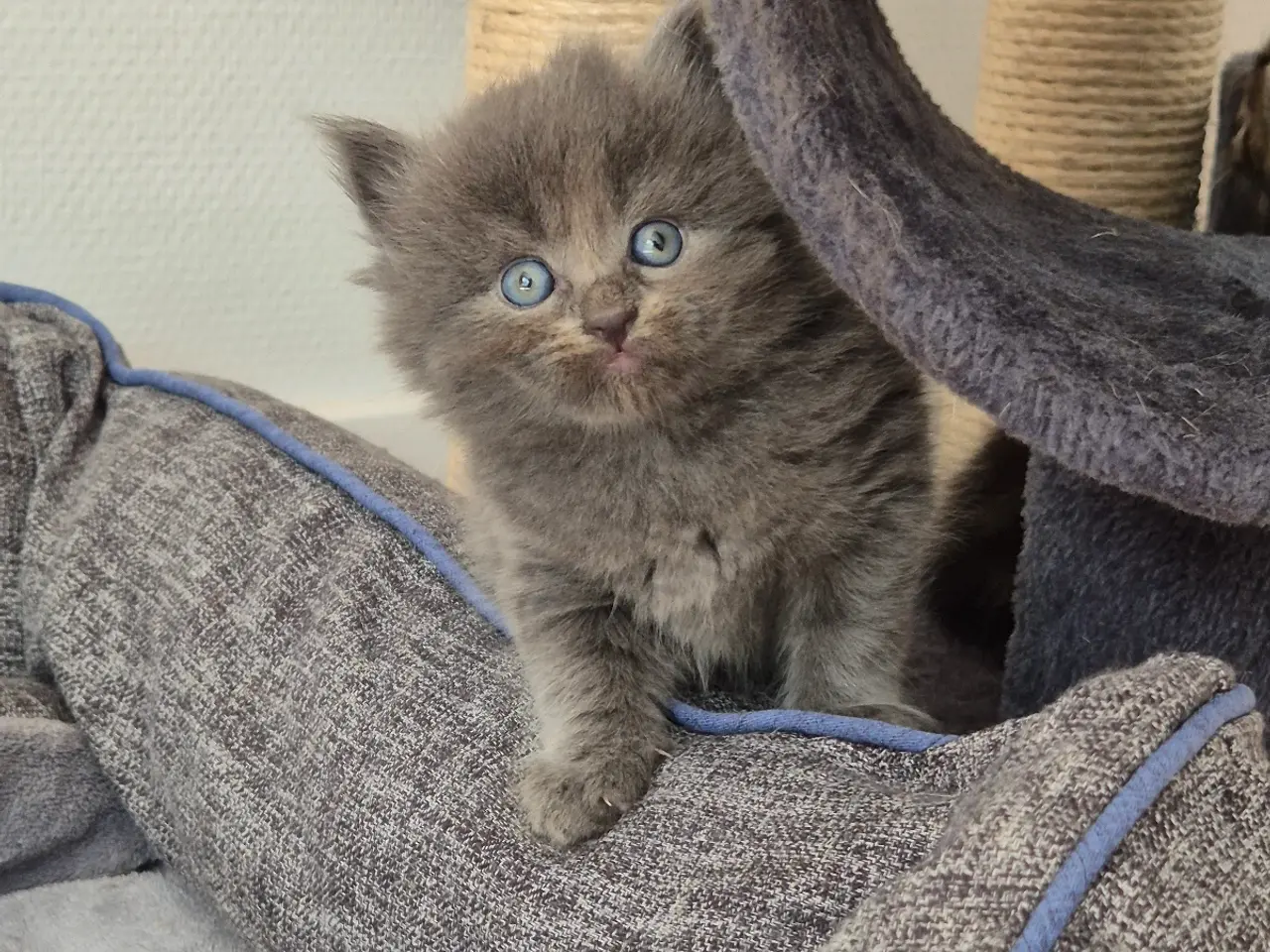 Billede 3 - Maincoon blanding