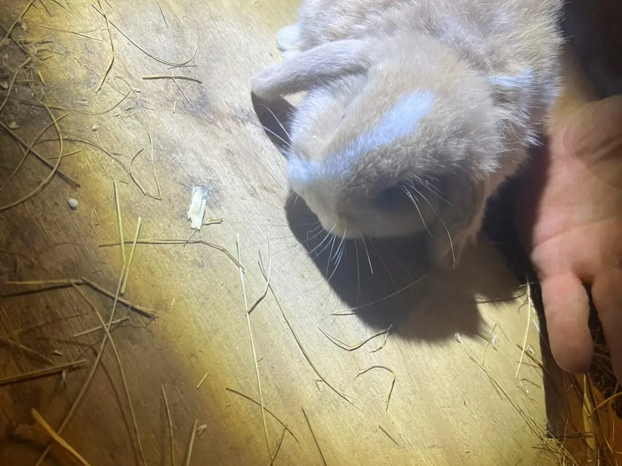 Billede 3 - Miniloop søger nyt kærligt hjem <3