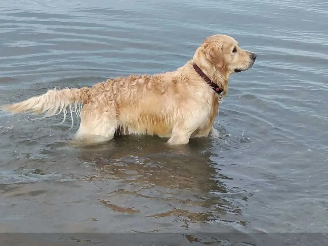 Billede 10 - Golden Retriever hvalpe 