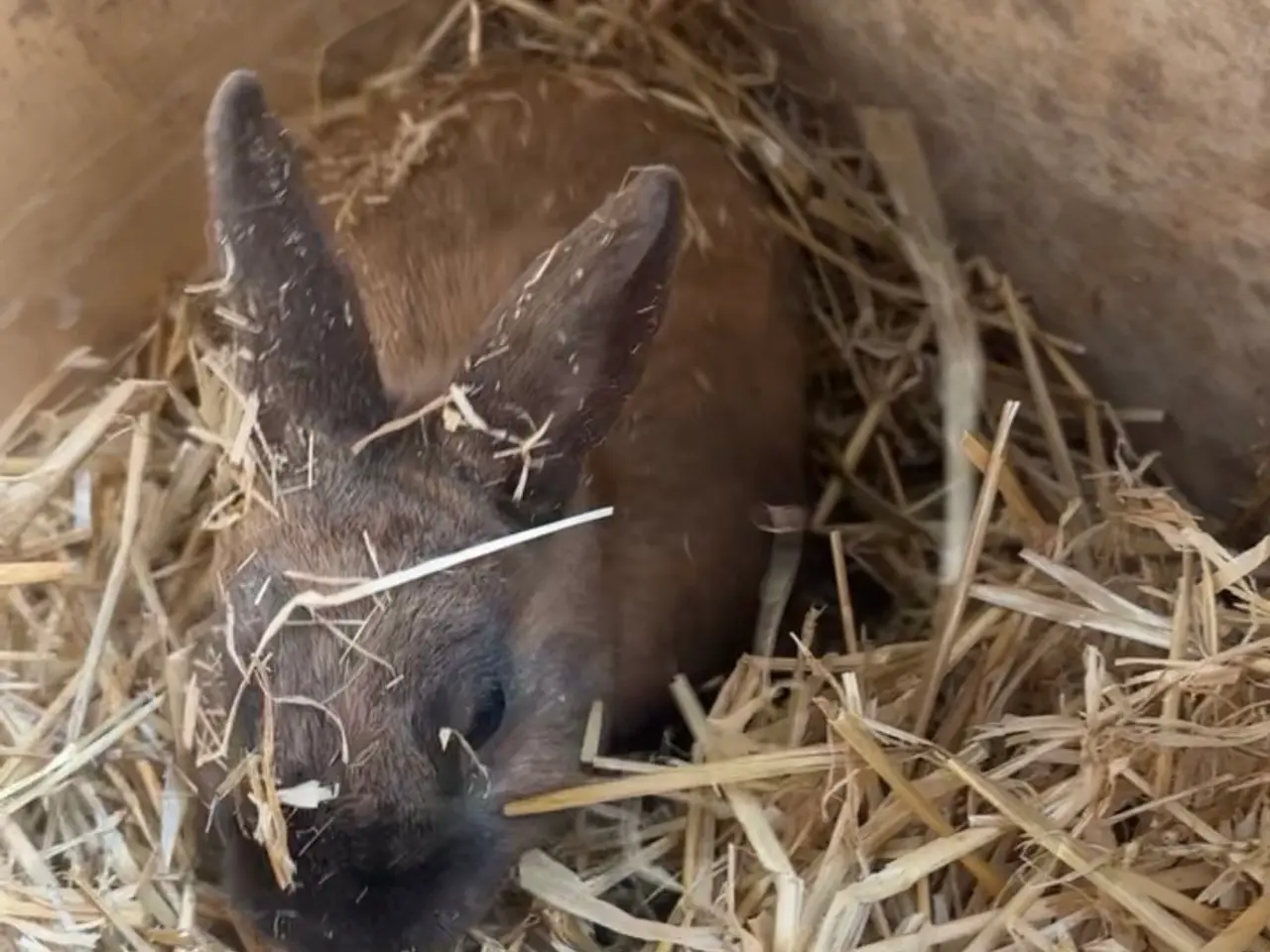 Billede 6 - To søde kaniner søger nyt og kærligt hjem 🐰