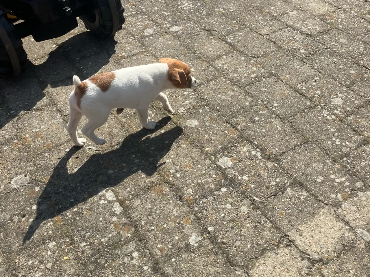 Billede 10 - Jack Russel hvalpe