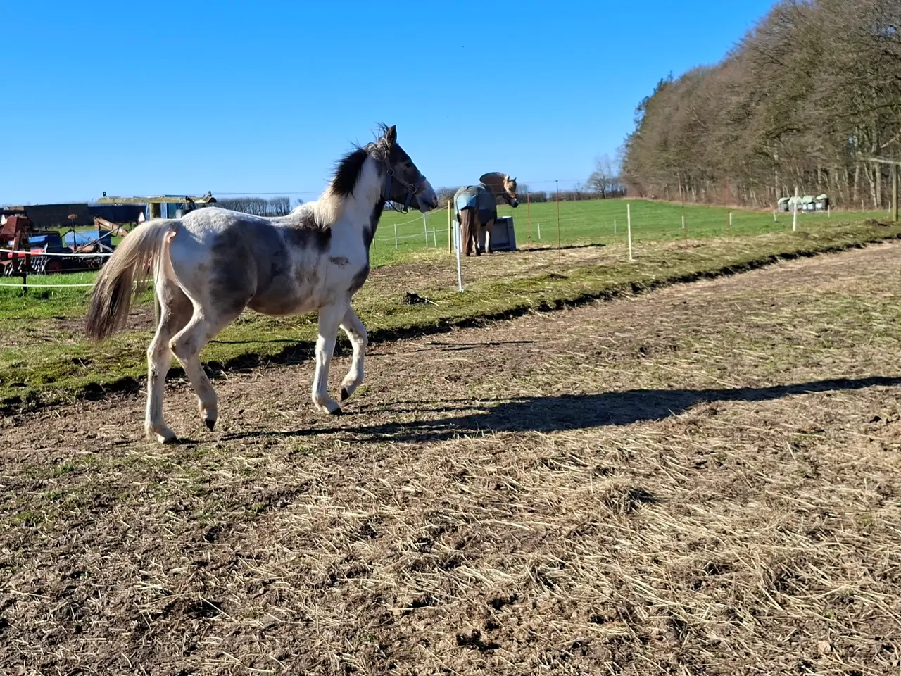 Billede 3 - Skøn kommende spring hest