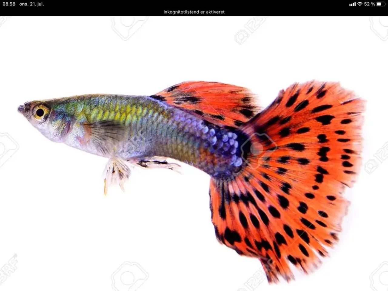 Billede 1 - Guppy mix