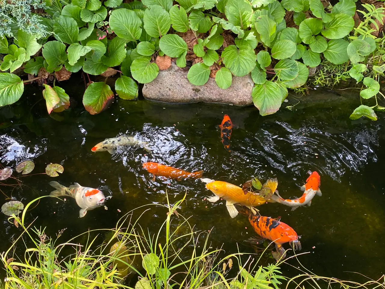 Billede 4 - Koikarper/sommerfulgekoi