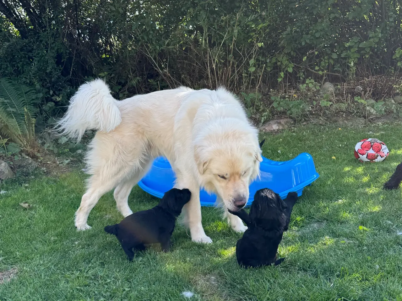 Billede 11 - God retriever/doodle-mix bamser