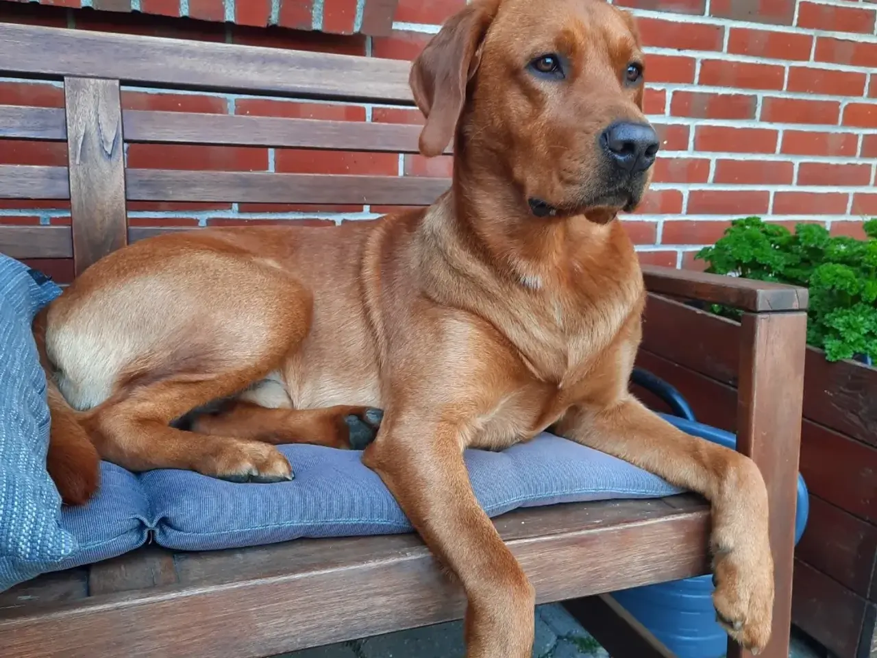 Billede 4 - Dexter tilbydes til parring