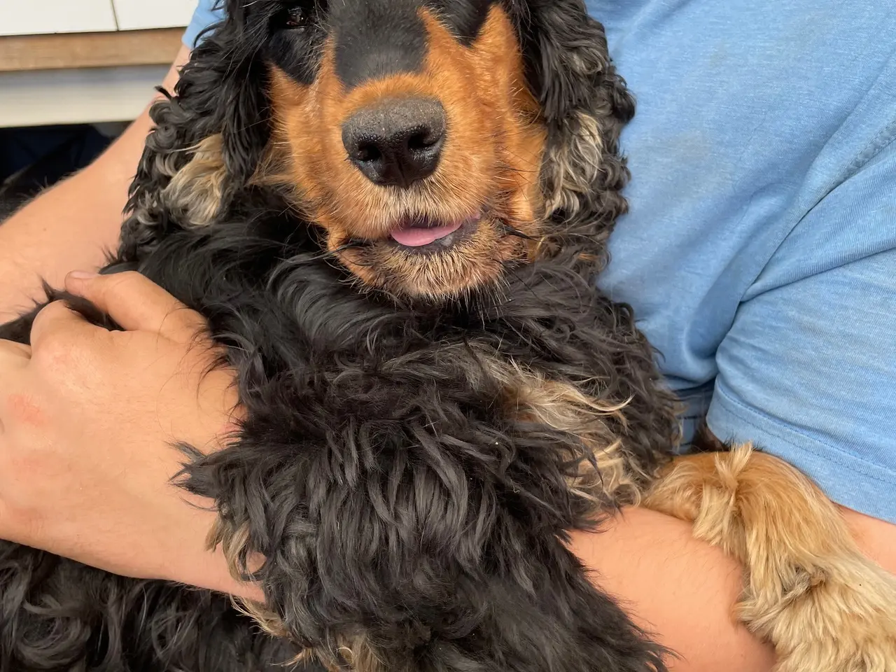 Billede 1 - Ægte Cocker Spaniel