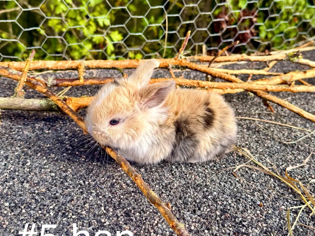 Billede 8 - Mini Lop kaninunger