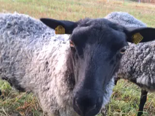 To Gotlandske får / gimmer til salg