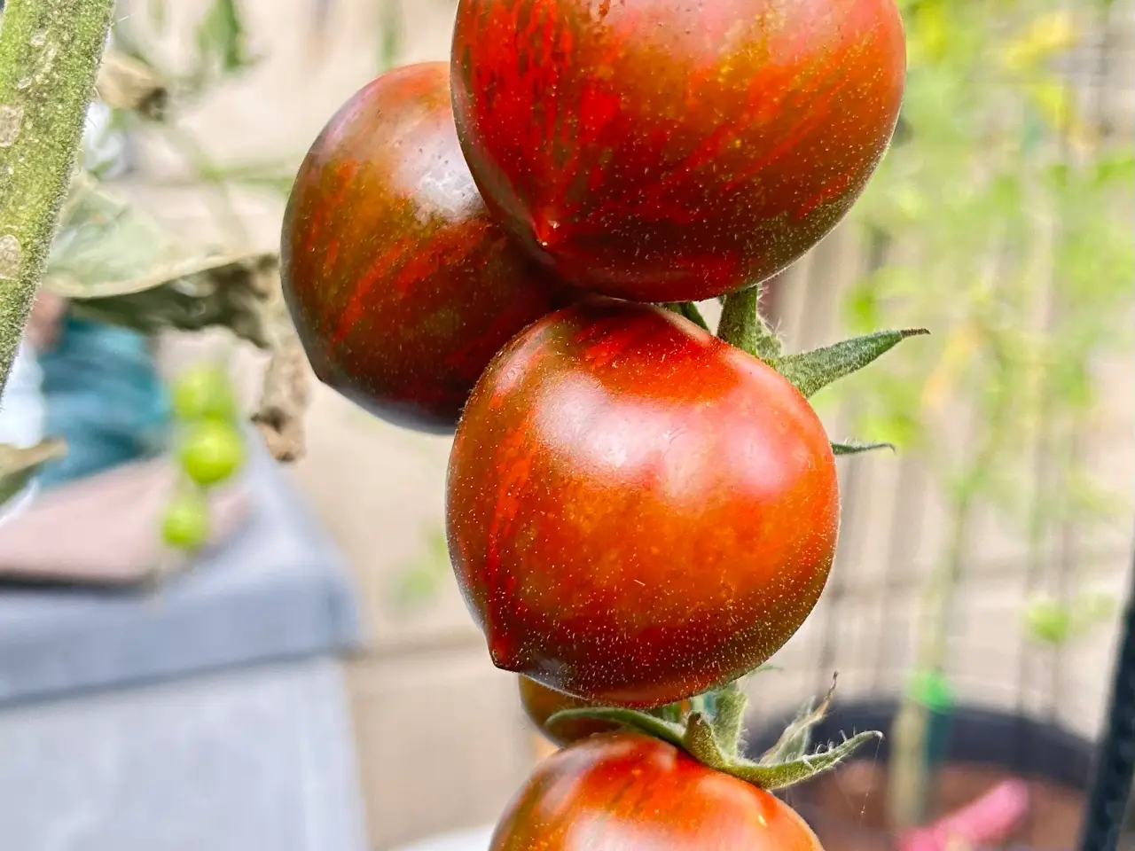 Billede 28 - Sunde frø af STORE tomater 🍅