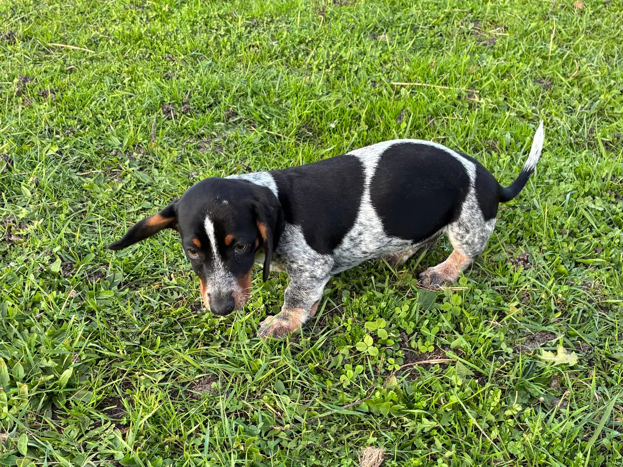 Billede 2 - * ❤️ Søde gravhundehvalpe klar til nye familier 🐶