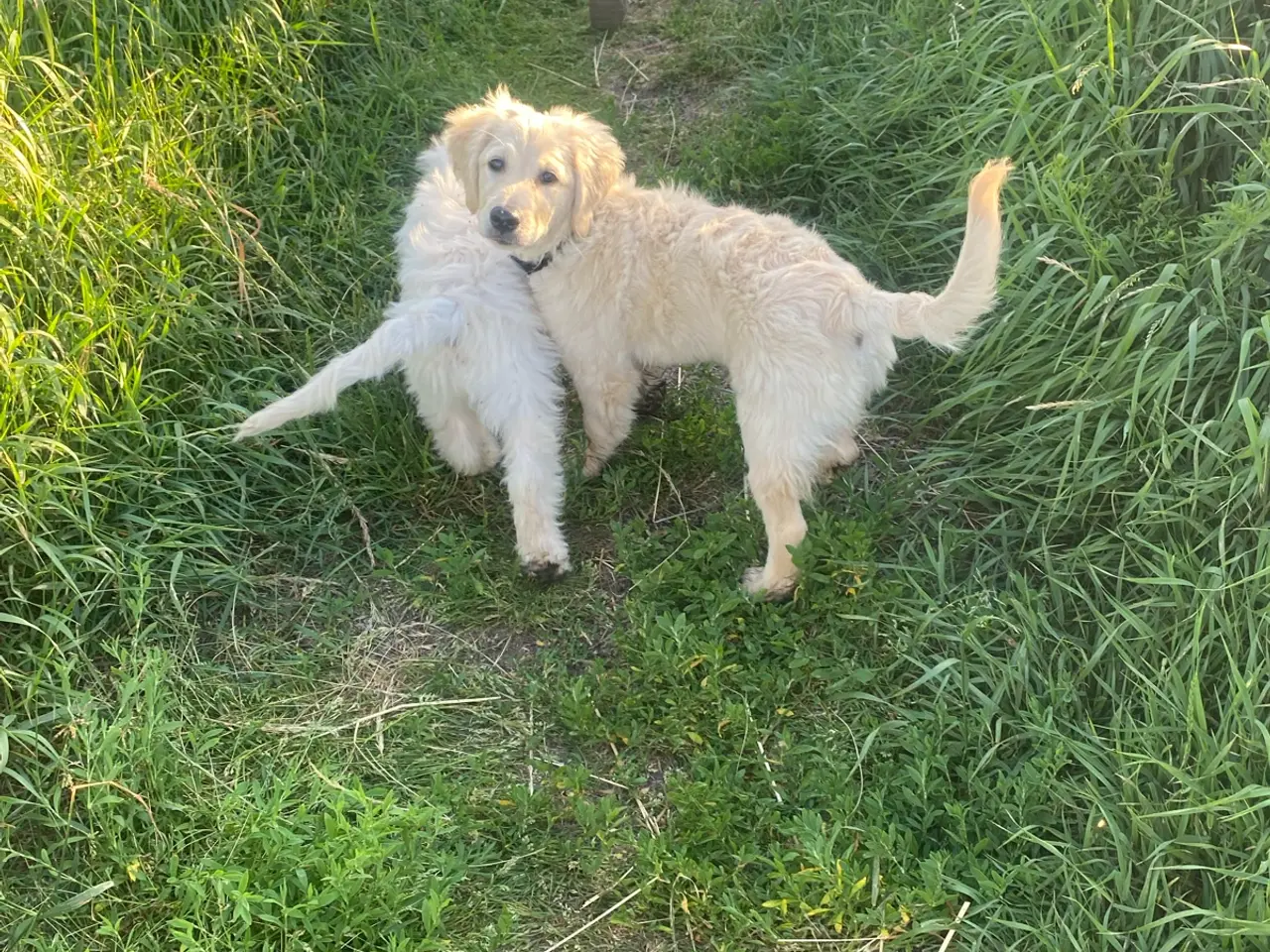 Billede 10 - Fantastisk kærlig Golden doodle