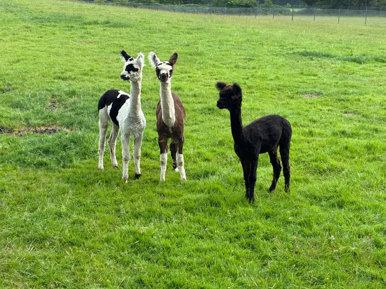 Billede 2 - Alpaca hopper