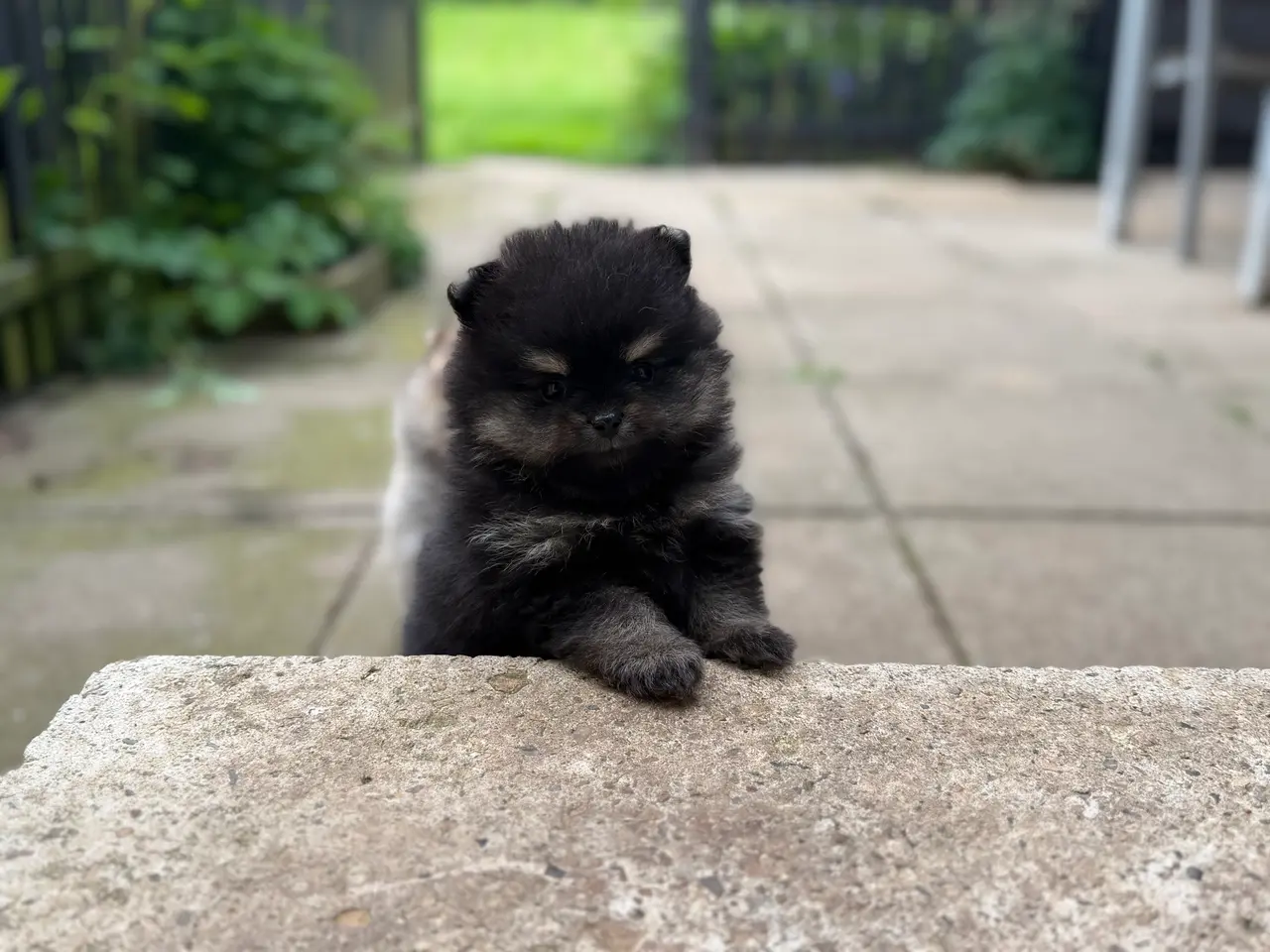 Billede 14 - Skønneste lille Pomeranian han