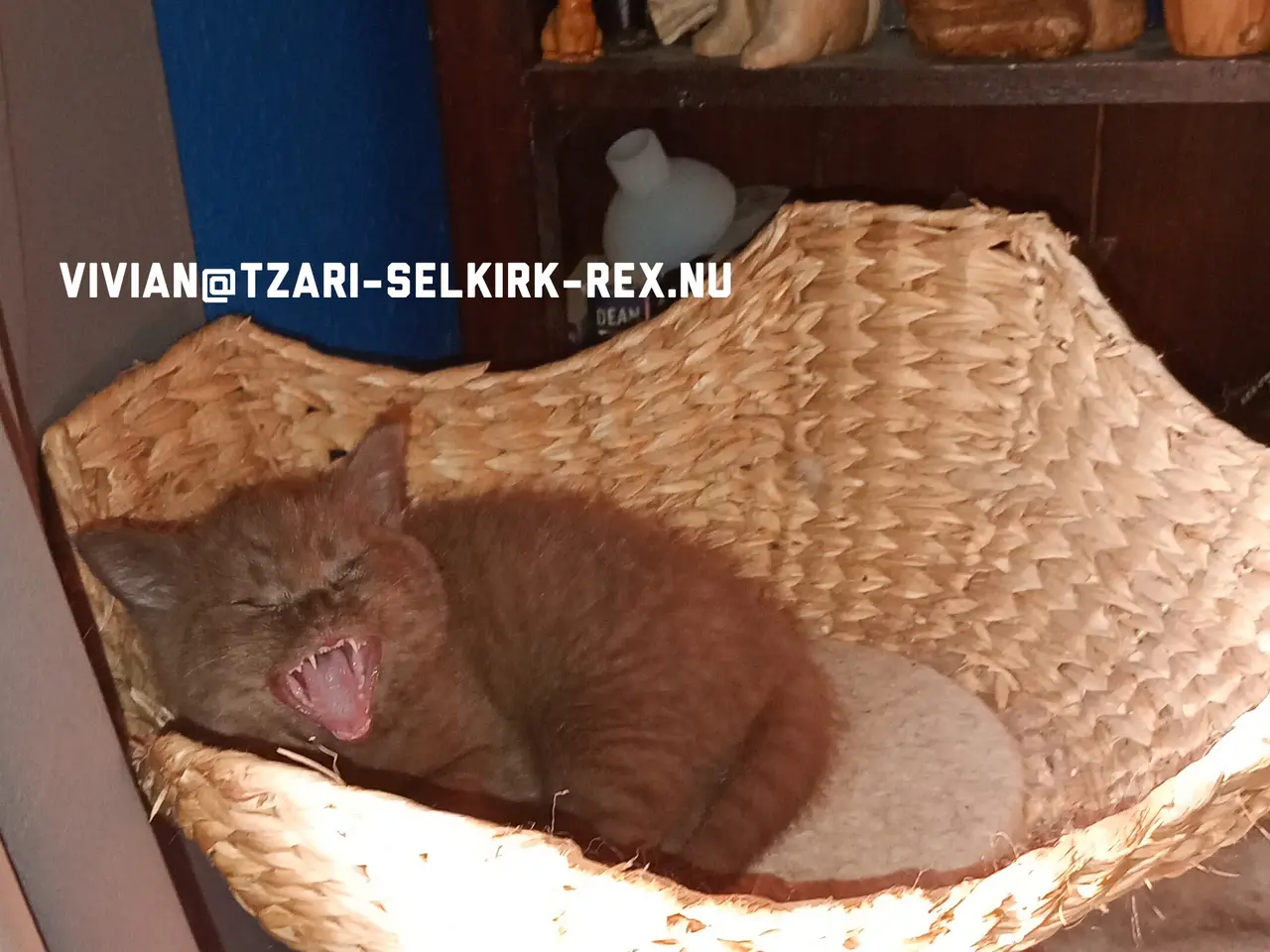 Billede 4 - Selkirk rex dreng søger nyt hjem