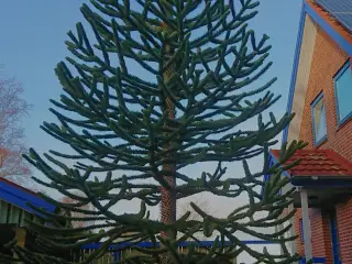 Abetræ