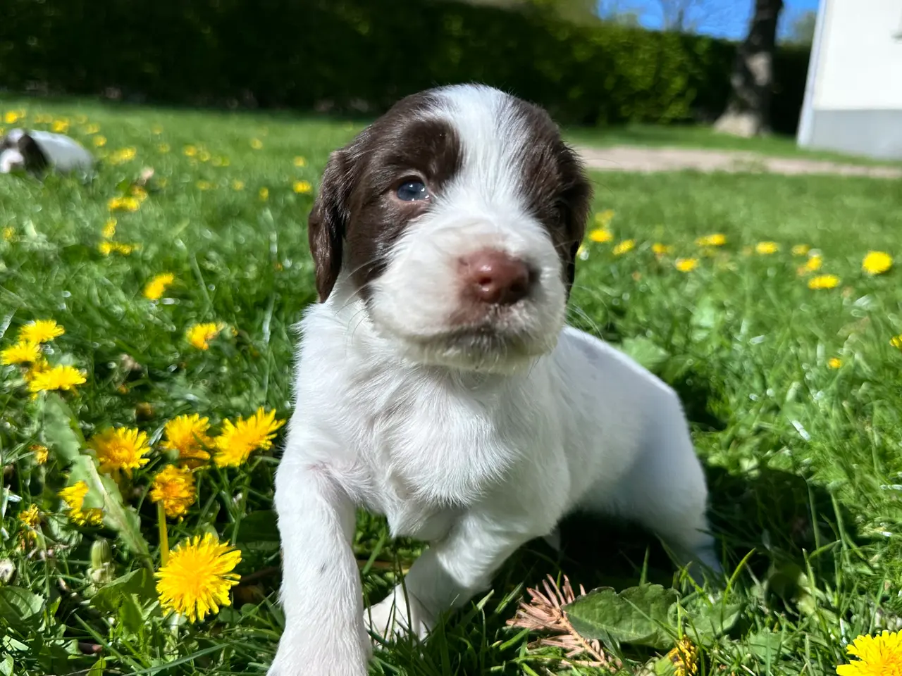 Billede 7 - Engelsk ft springer spaniels
