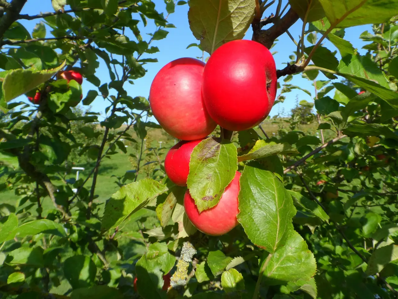 Billede 1 - Flotte Cideræbletræer