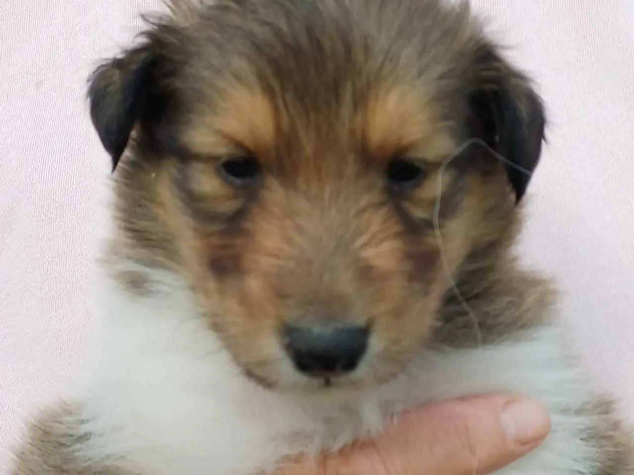 Billede 6 - Collie ( Amerikansk)
