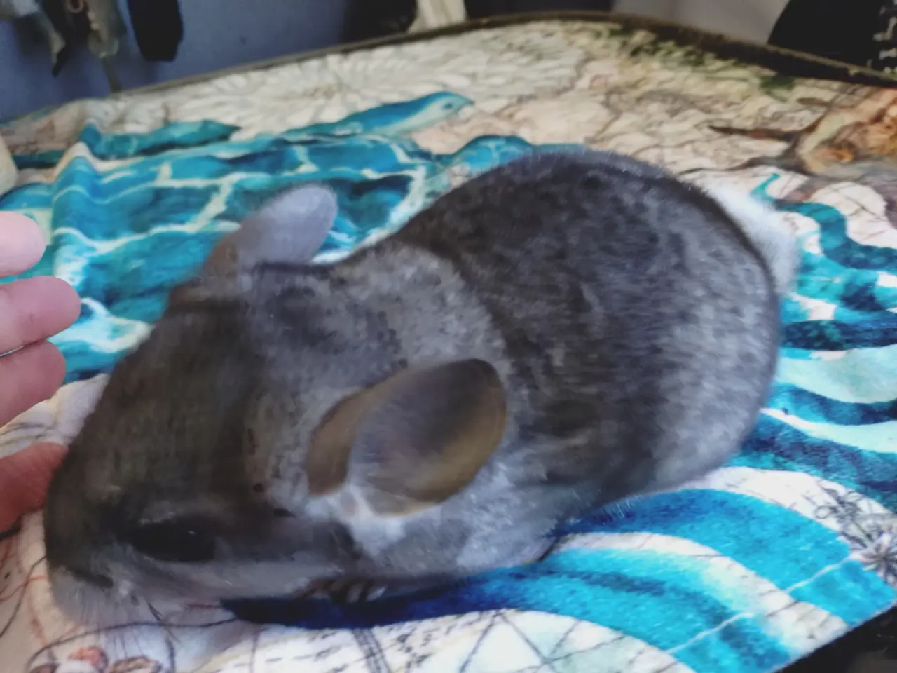 Billede 6 - Chinchilla unger