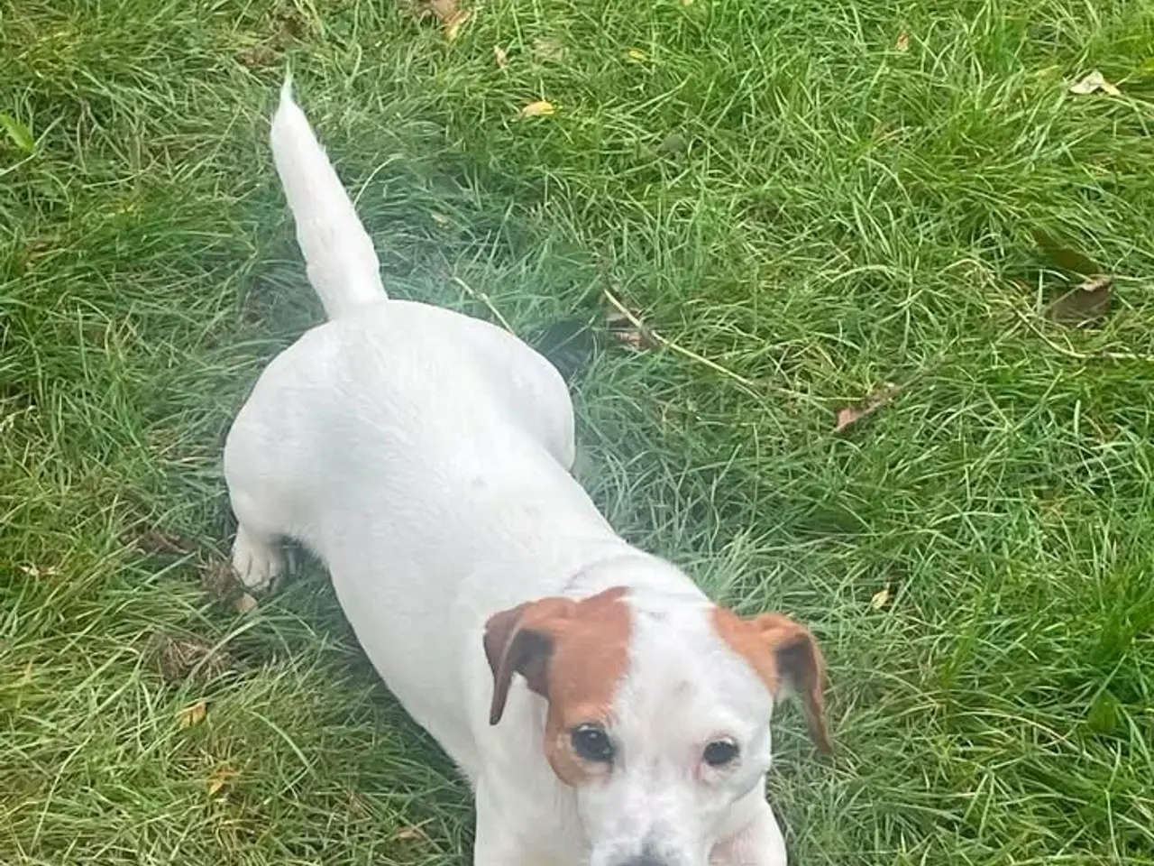 Billede 1 - Jack Russell tæve på 8 år søger nyt hjem 