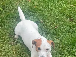 Jack Russell tæve på 8 år søger nyt hjem