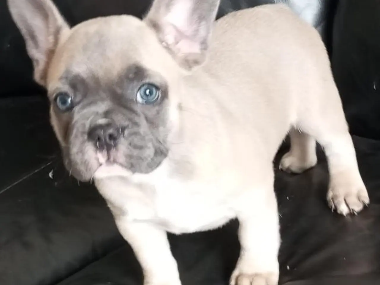 Billede 3 - De dejligste Fransk bulldog hvalpe sælges.