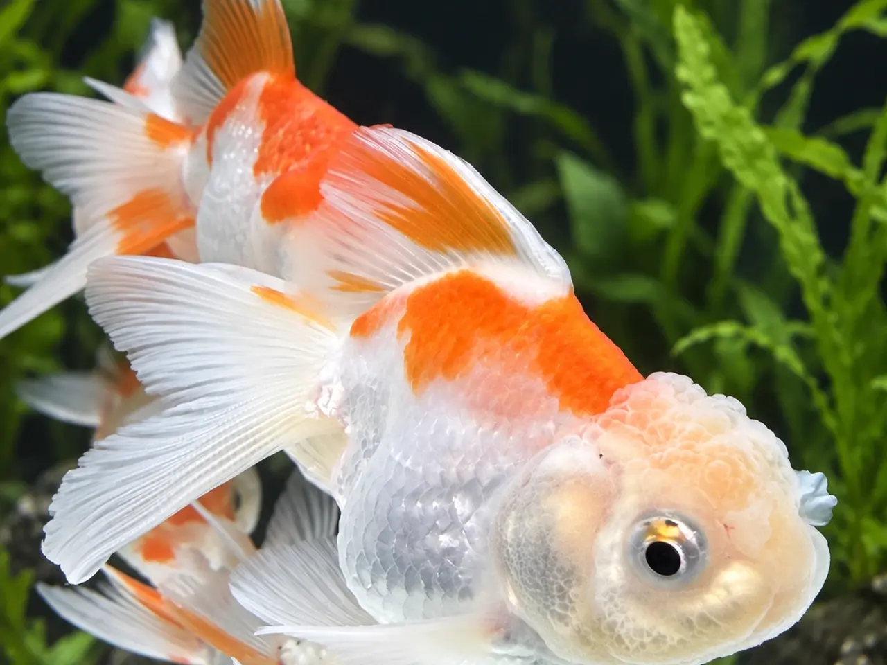 Billede 3 - Oranda Guldfisk Assorteret – Carassius auratus