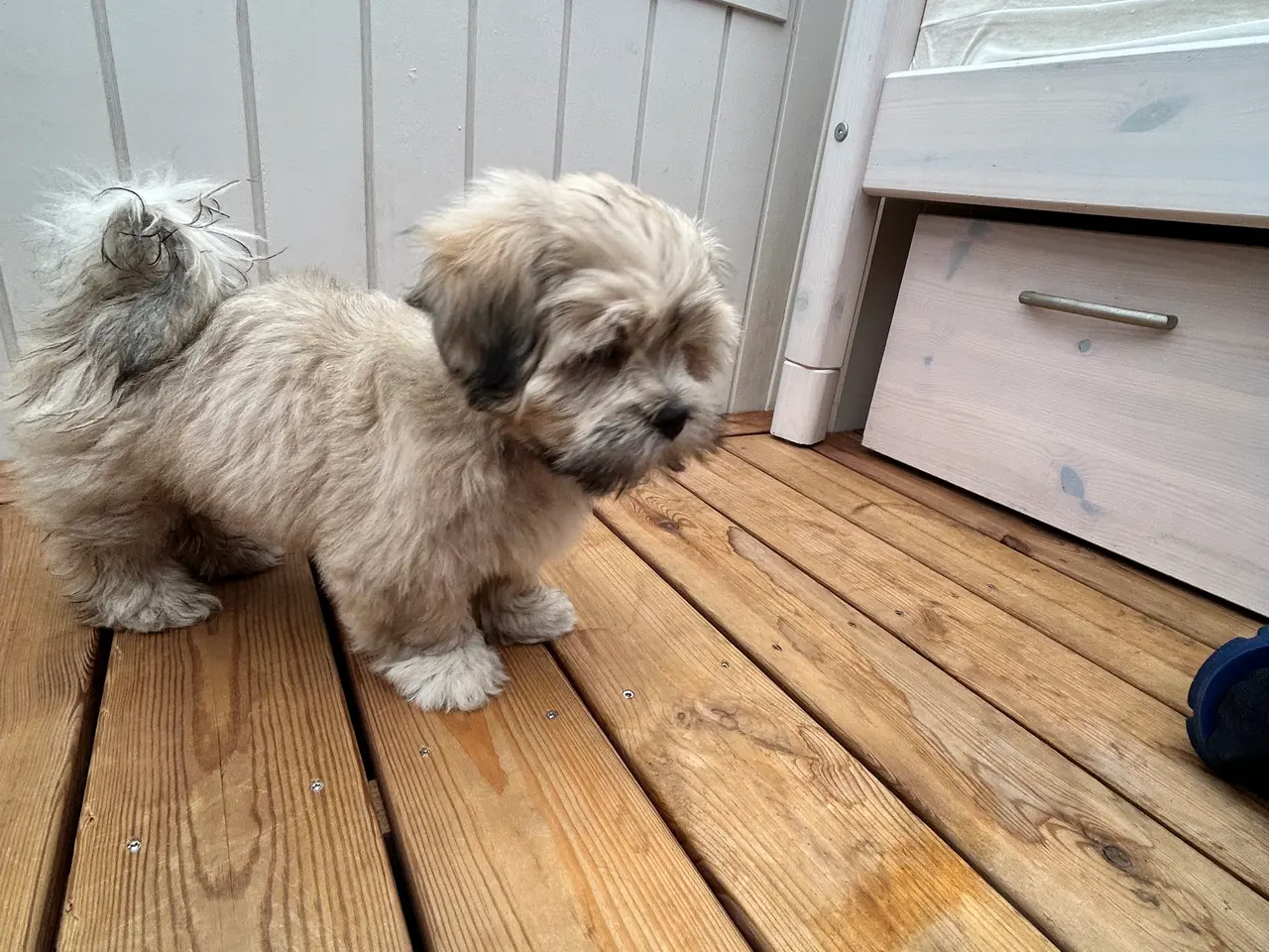 Billede 7 - 3 Lhasa Apso hvalpe, drenge