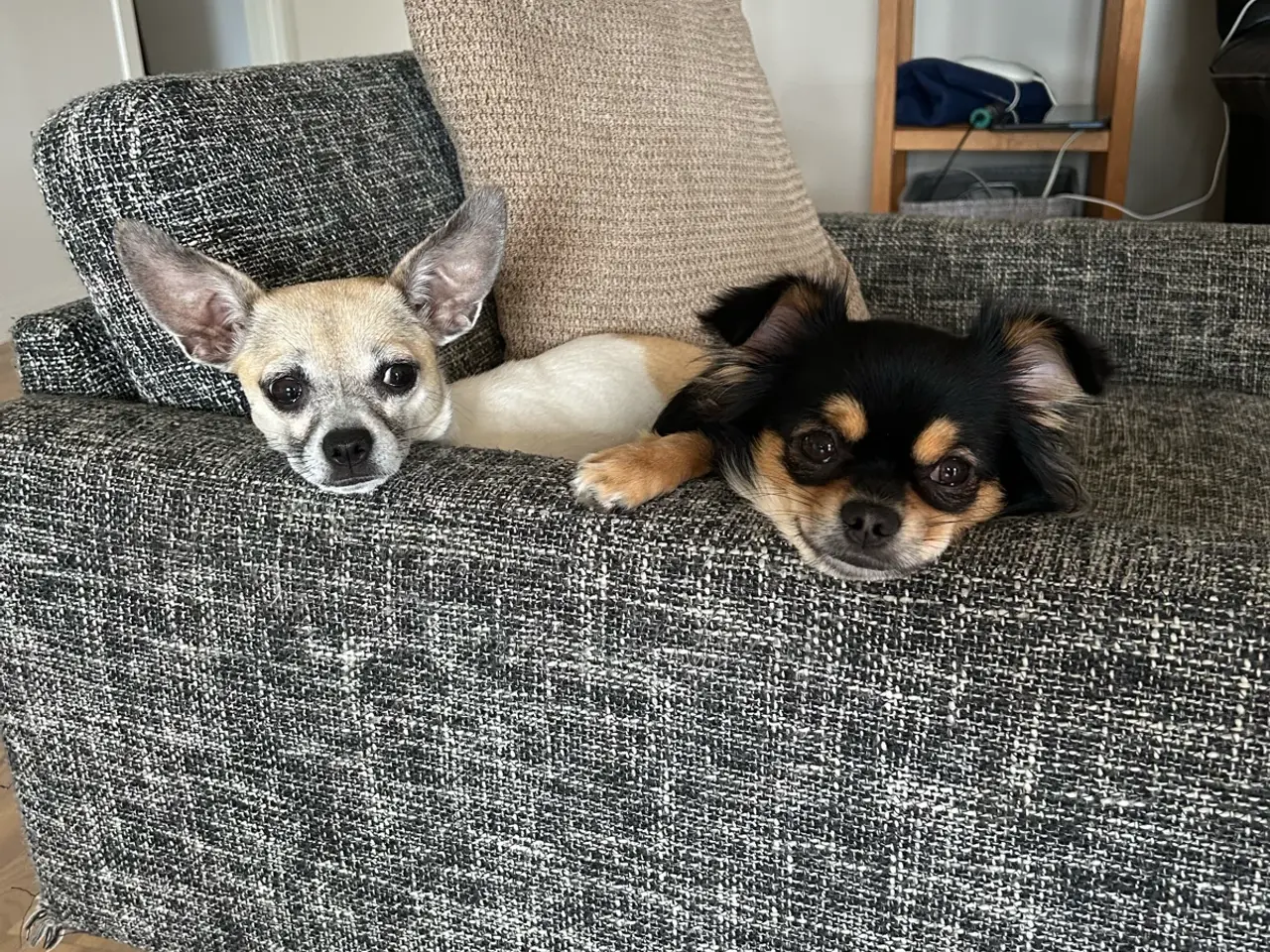 Billede 7 - Chihuahua blanding 
