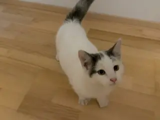 Sød og dejlig hvid kat søger nyt hjem 🐾