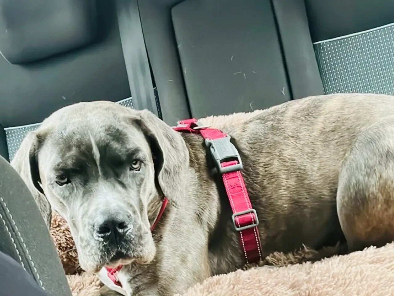 Billede 2 - Cane Corso tæve solvej
