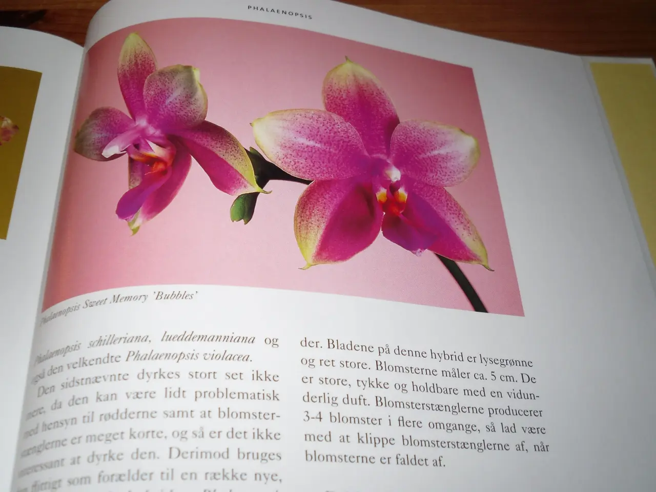 Billede 3 - Bedårende ORKIDEER.