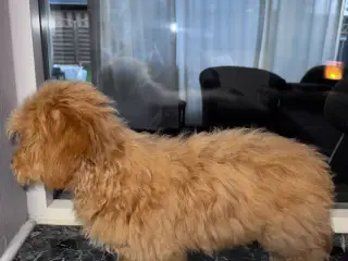 ❤️ Søde Maltipoo-hvalpe klar til nye kærlige hjem - 2