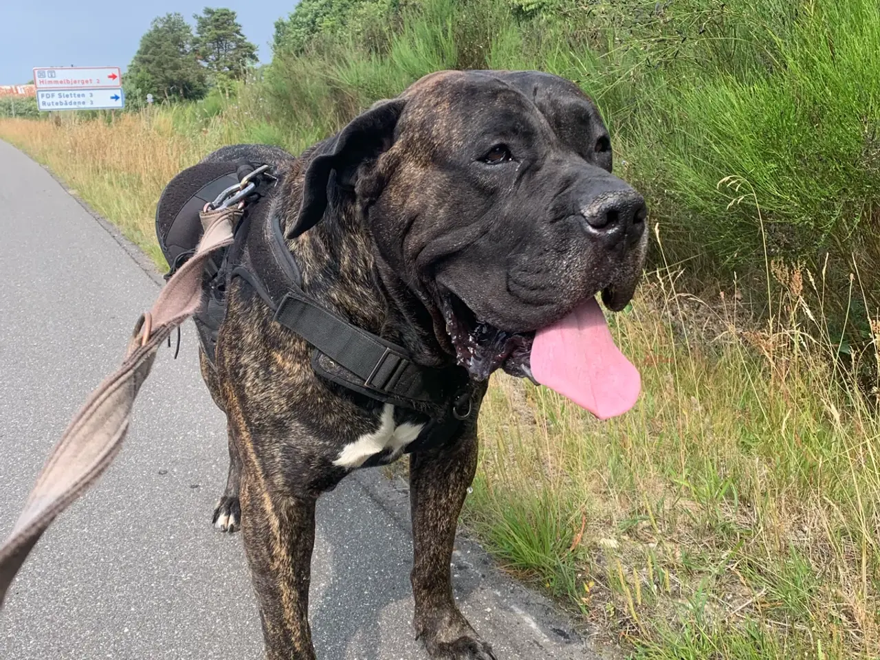 Billede 12 - Presa canario / Cane Corso hvalpe