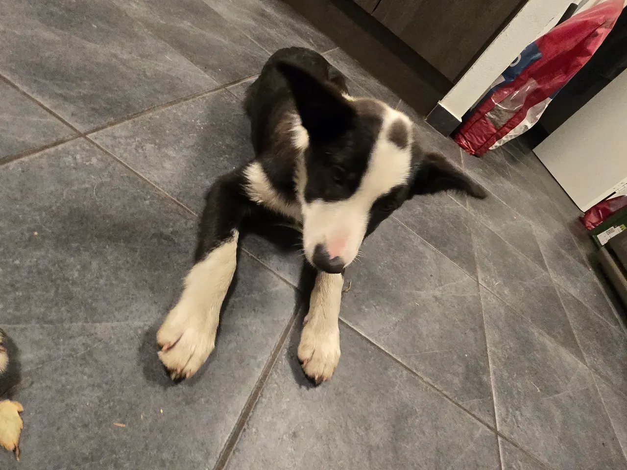 Billede 3 - Fantastisk Border Collie hvalp (tæve, 13 uger)