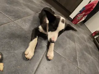 Fantastisk Border Collie hvalp (tæve, 13 uger) - 3