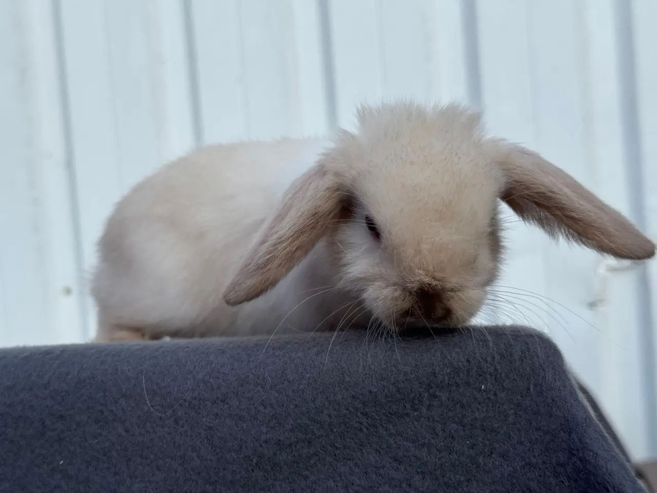 Billede 7 - Mini lop hunkanin