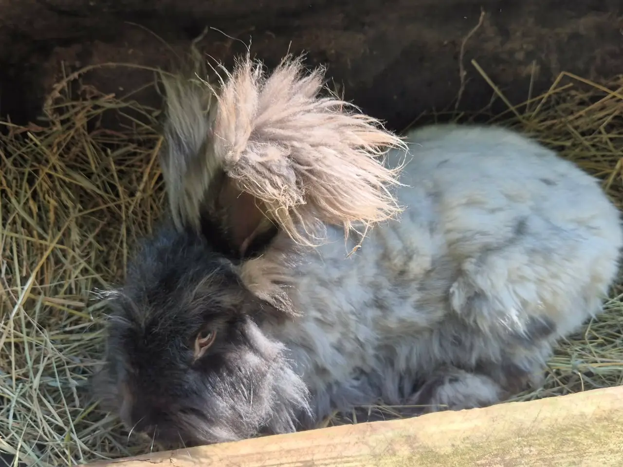 Billede 4 - Angora kanin unger