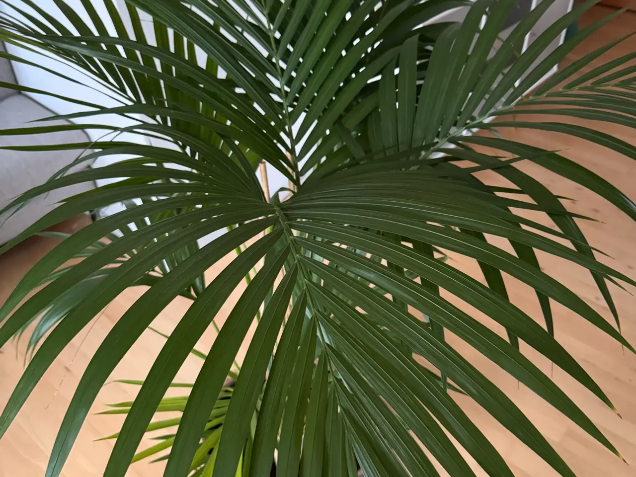 Billede 3 - Kentiapalme howea forsteriana