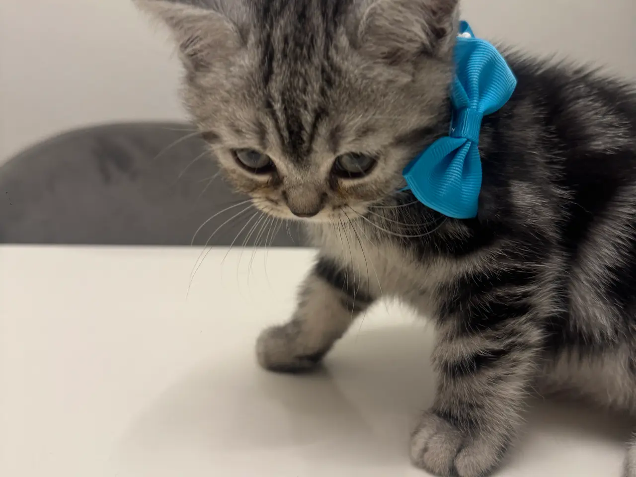 Billede 5 - Unikkes British Shorthair - KUN EN TILBAGE