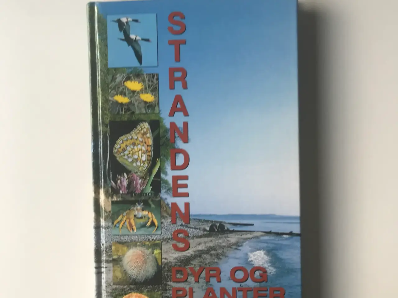Billede 1 - Strandens Dyr og Planter - Politikens Naturguide