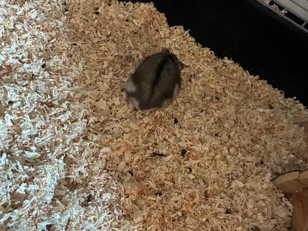 Billede 5 - Hamster og tilbehør 
