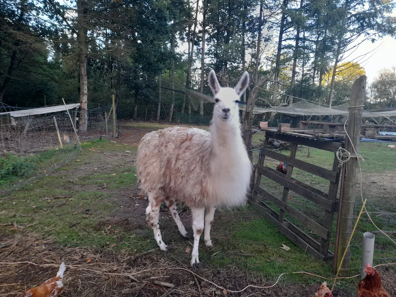 Billede 2 - stor rolig lama hingst