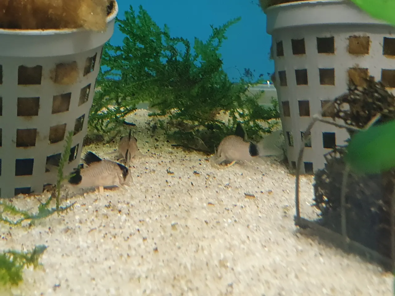 Billede 3 - 🐼🐟 CORYDORAS PANDA TIL SALG 🐟🐼