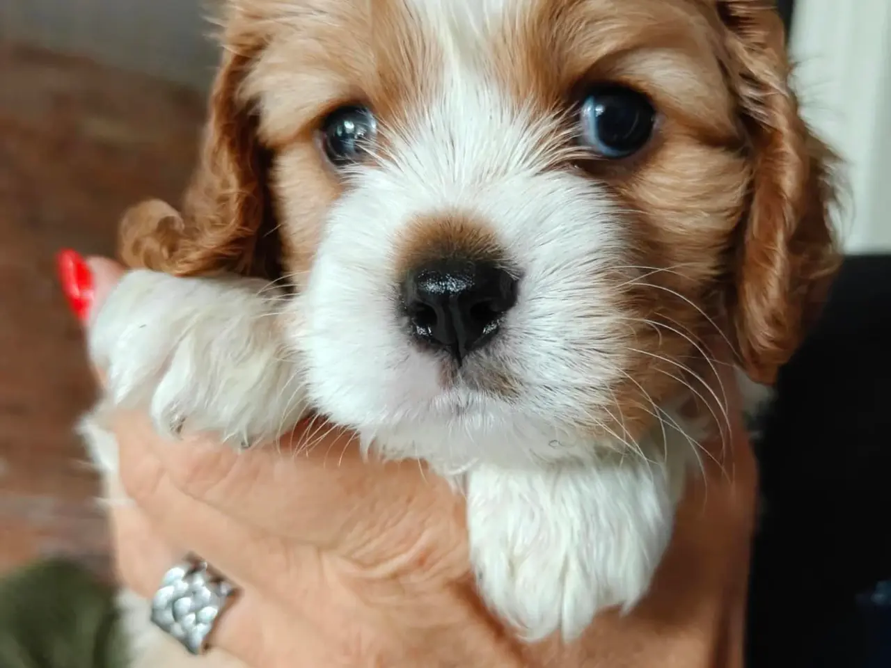 Billede 2 - King Charles cavalier 
