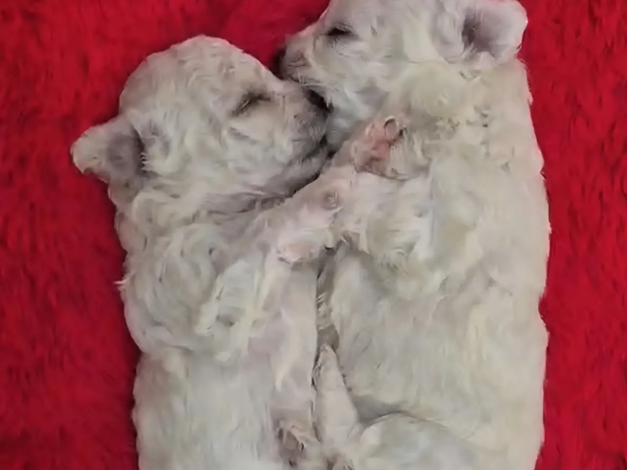 Billede 20 - Bichon Frise allergivenlige hvalpe